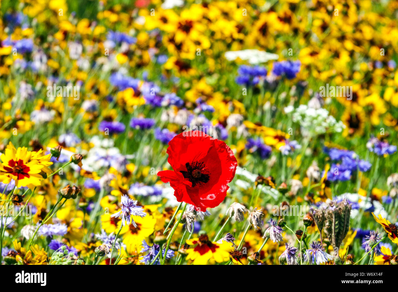 Annual plants for direct seeding into red yellow blue beds meadows, strips of mixtures of colorful summer flowers, Plains Coreopsis tinctoria poppy Stock Photo