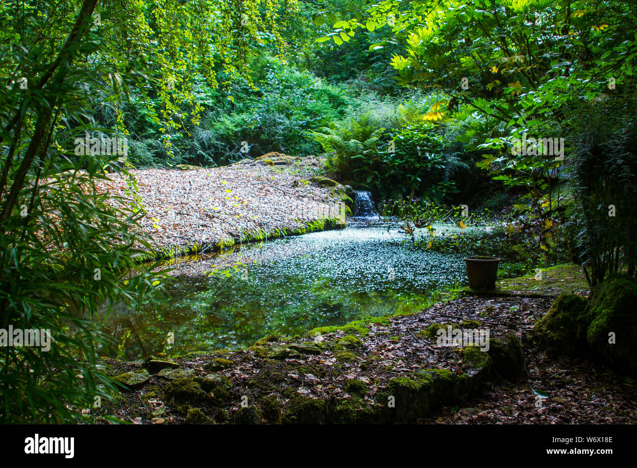 A woodland glade with a small stream located in the gardens of Magheramorne House near to Larne in County Antrim Northern Ireland on a warm summers da Stock Photo