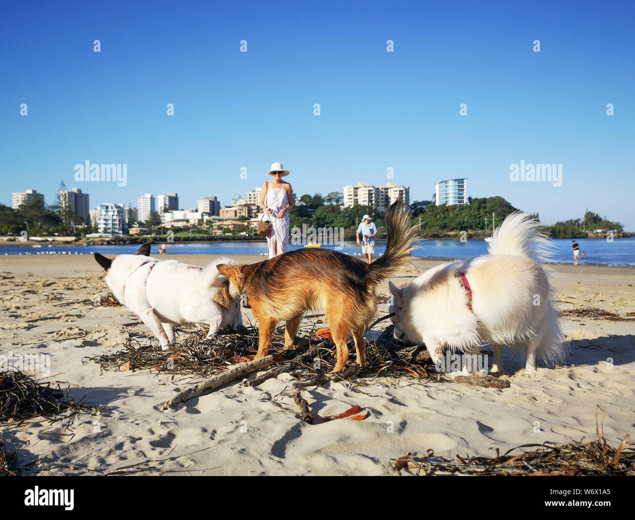 Coolangatta, Australia: March, 2019: Irresponsible dog owners allowing their dogs to defecate on the beach. Dogs are not allowed on popular beaches. Stock Photo