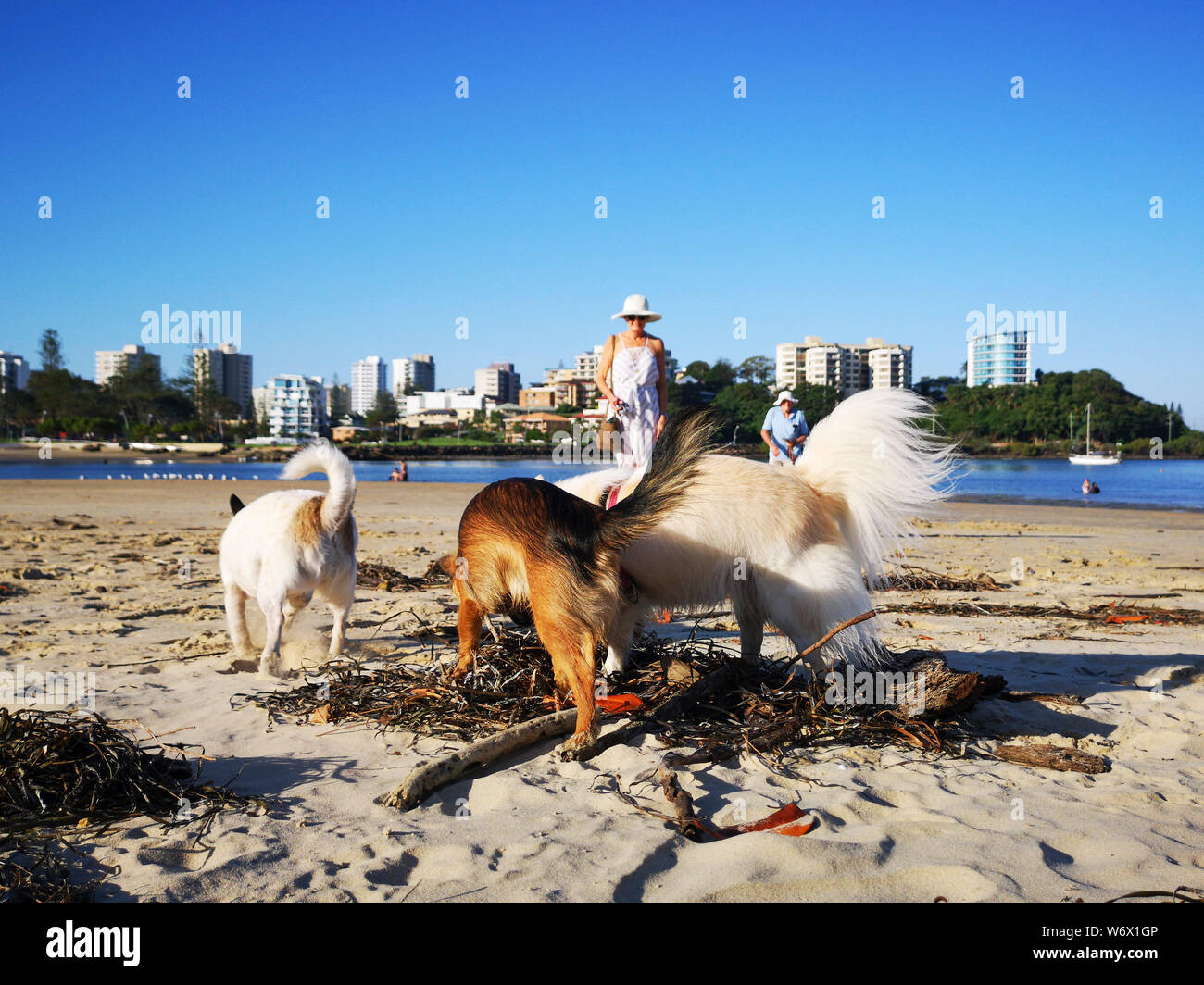 Coolangatta, Australia: March, 2019: Irresponsible dog owners allowing their dogs to defecate on the beach. Dogs are not allowed on popular beaches. Stock Photo