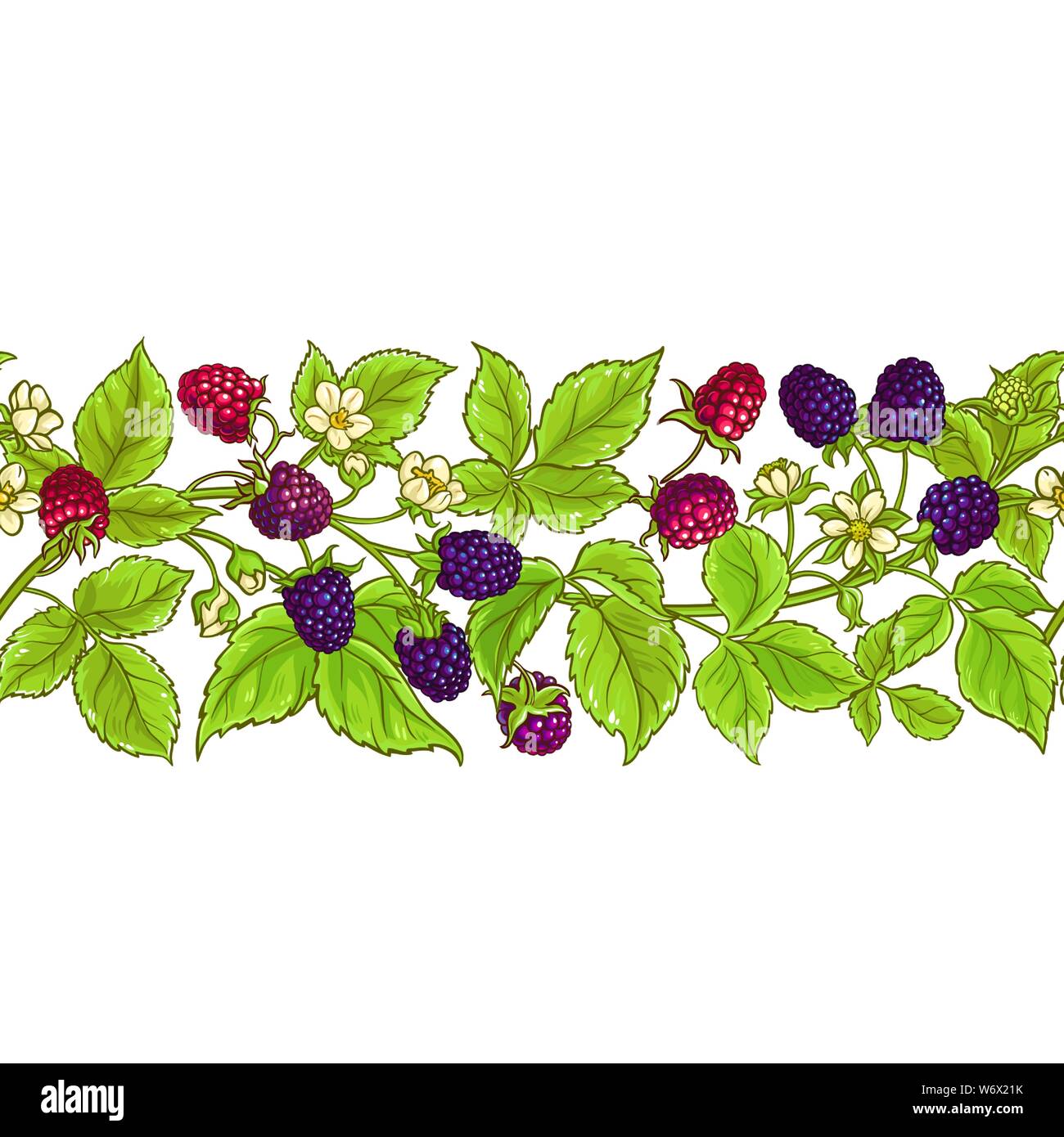 boysenberry vector pattern on white background Stock Vector
