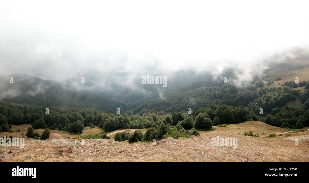 Pine tree in the fog Stock Photo - Alamy