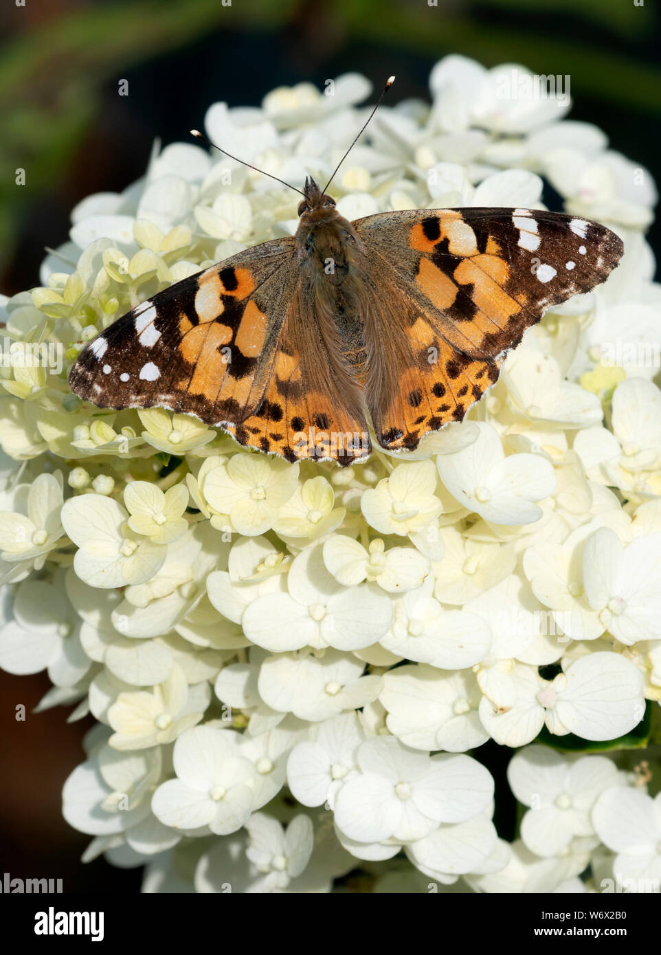 Painted Lady butterfly (Vanessa cardui) resting with wings spread open on a Limelight Hydrangea flower Stock Photo