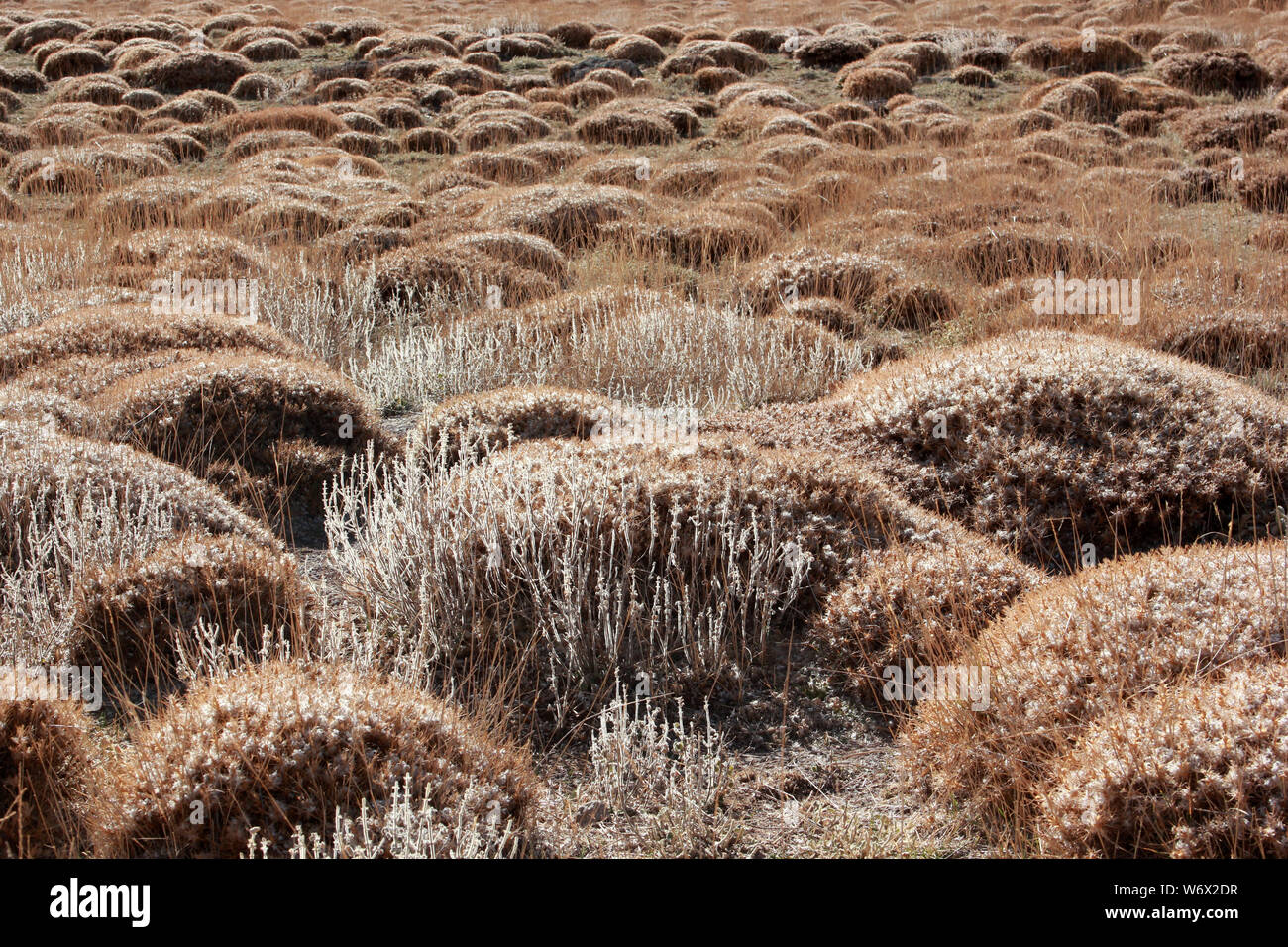 steppe climate, thorny land Stock Photo - Alamy