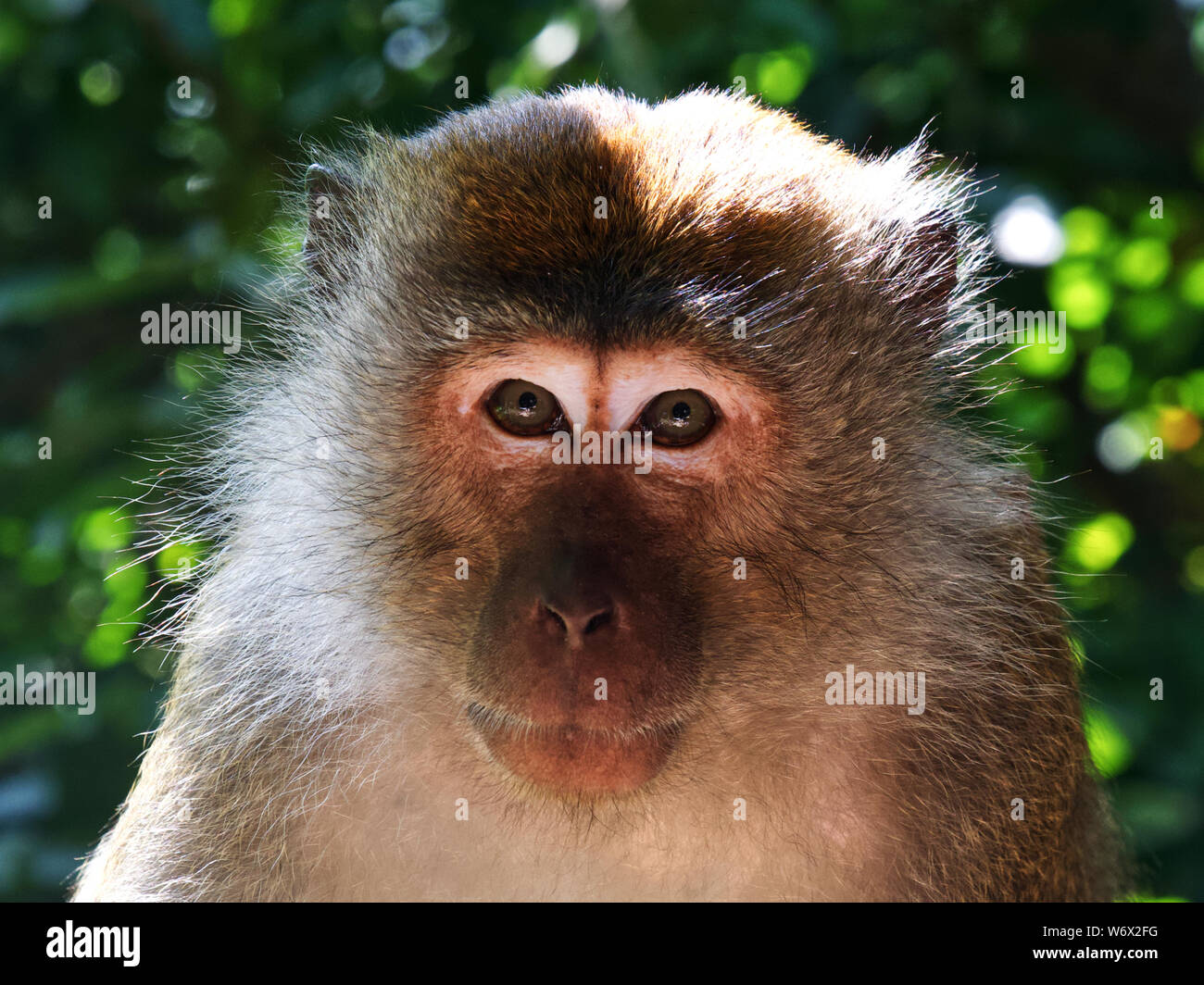 Macaques malaysia hi-res stock photography and images - Alamy