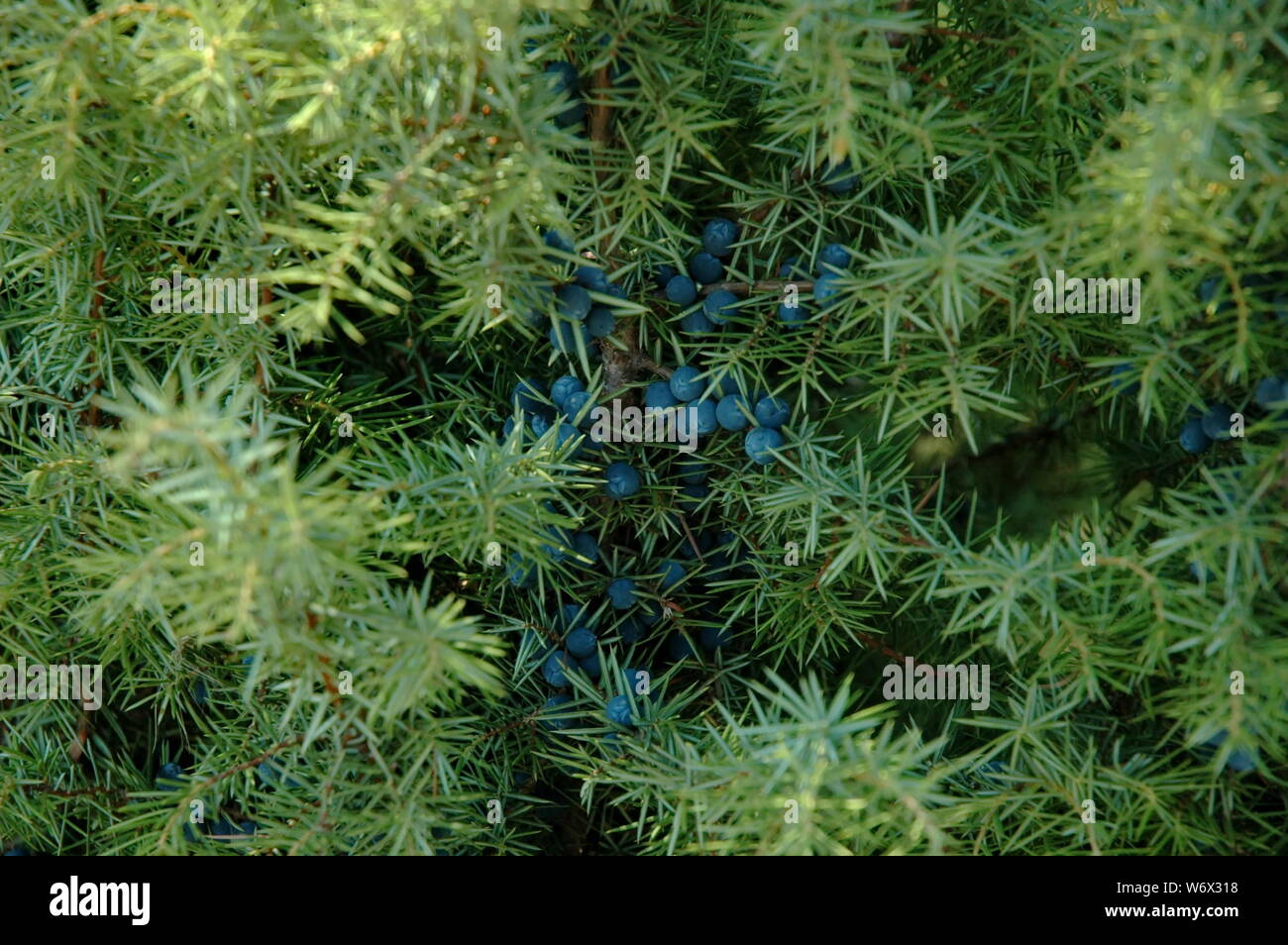 Juniper with fruit in Plana mountain Bulgaria Stock Photo Alamy