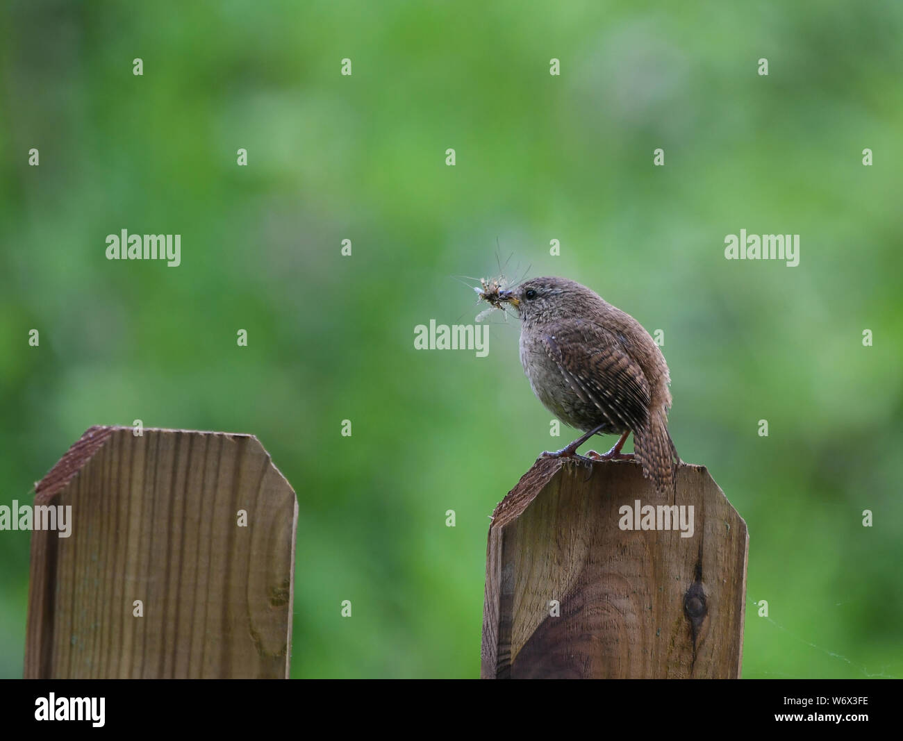 Wren with a spider to fatten chickens Stock Photo
