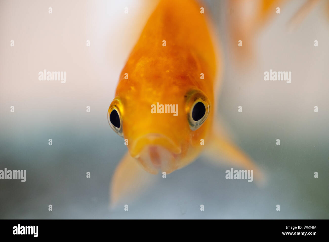 Goldfish closeup in aqarium Stock Photo - Alamy