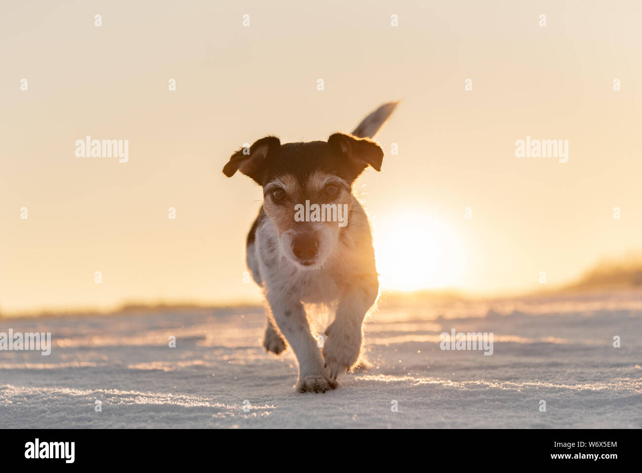 how fast can a jack russell run