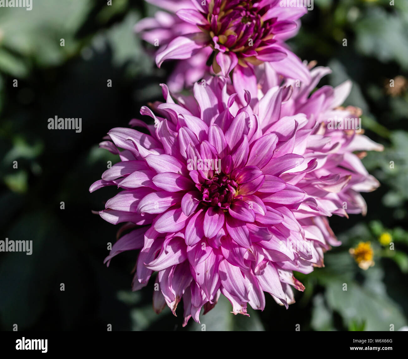 Dahlie hires stock photography and images Alamy