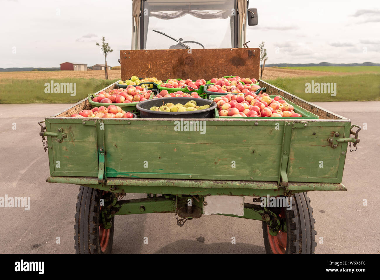 Apple and pears are transported on a front loader after harvesting in autumn. Storage in crates Stock Photo