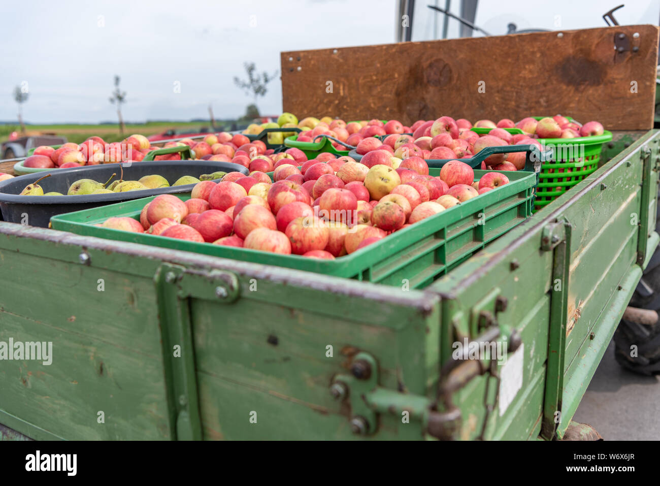 Apple and pears are transported on a front loader after harvesting in autumn. Storage in crates
