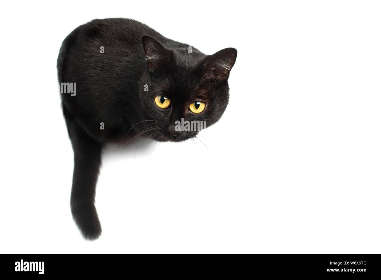 Black Cat sitting and looking up at the camera isolated on white Stock ...