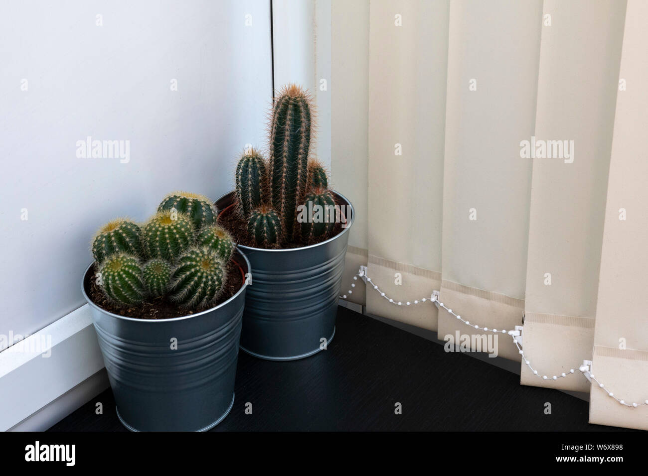 Hand holding cactus hi-res stock photography and images - Page 20 - Alamy