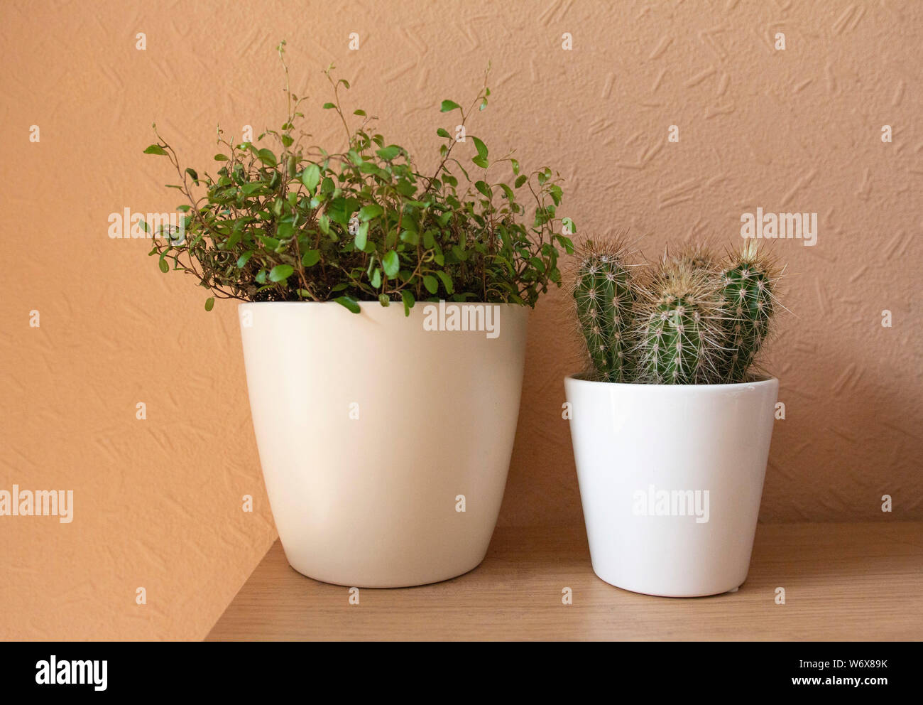 Clean Air Plants Stock Photos Clean Air Plants Stock Images Alamy