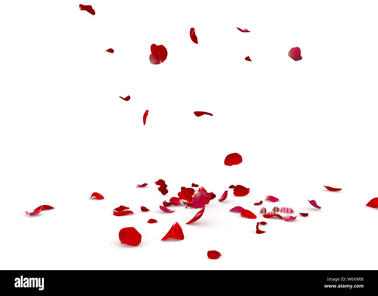 Rose petals fall beautifully on the floor. Isolated white background