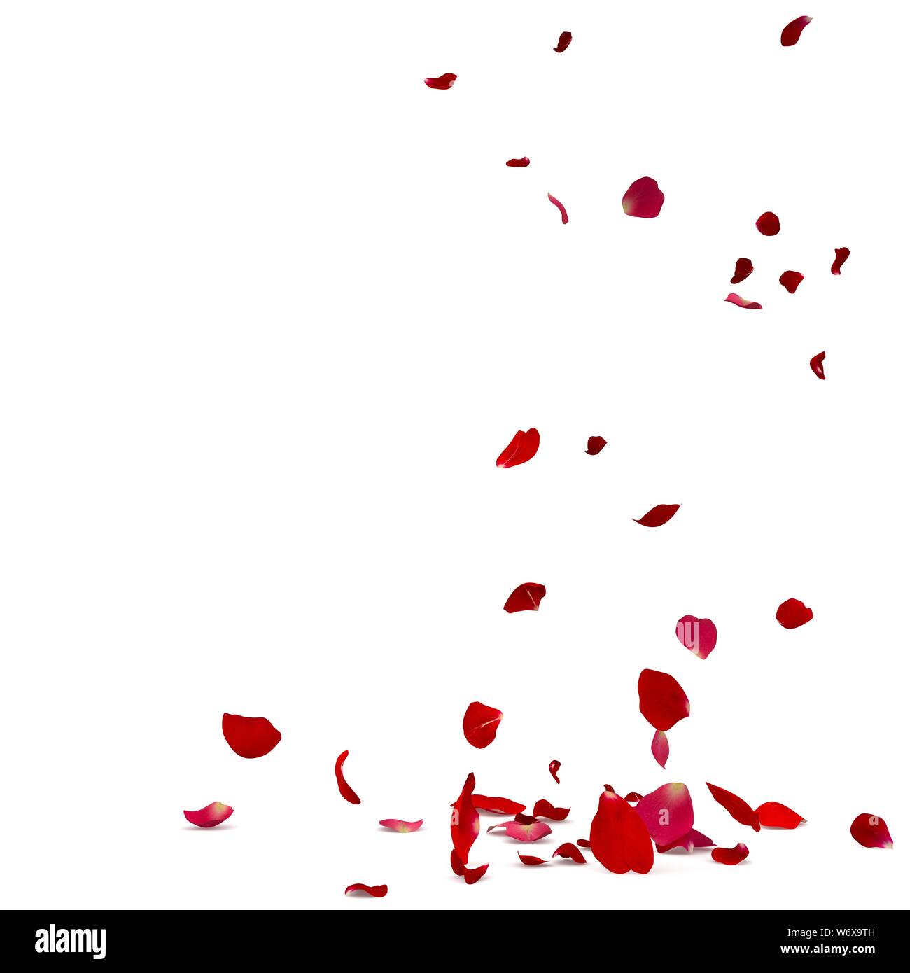 Rose petals fall beautifully on the floor. Isolated white background