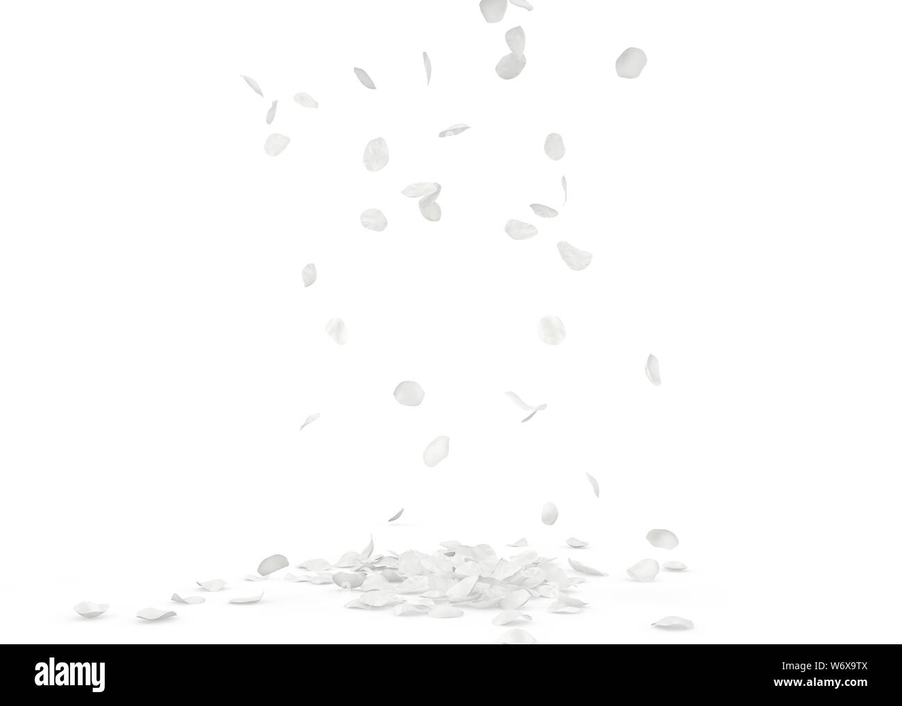 Rose white petals fly and fall to the floor. Isolated white background ...