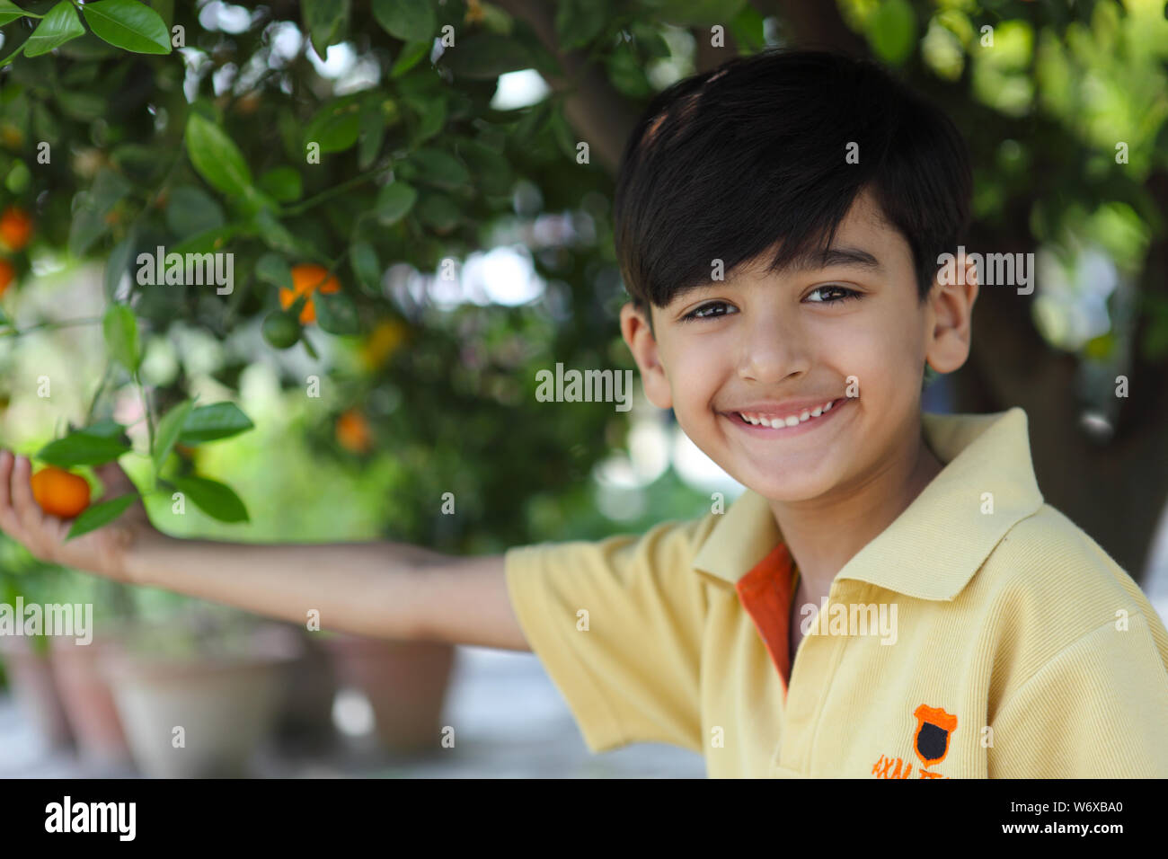 Boy Picking Oranges In An Orchard Stock Photo Alamy
