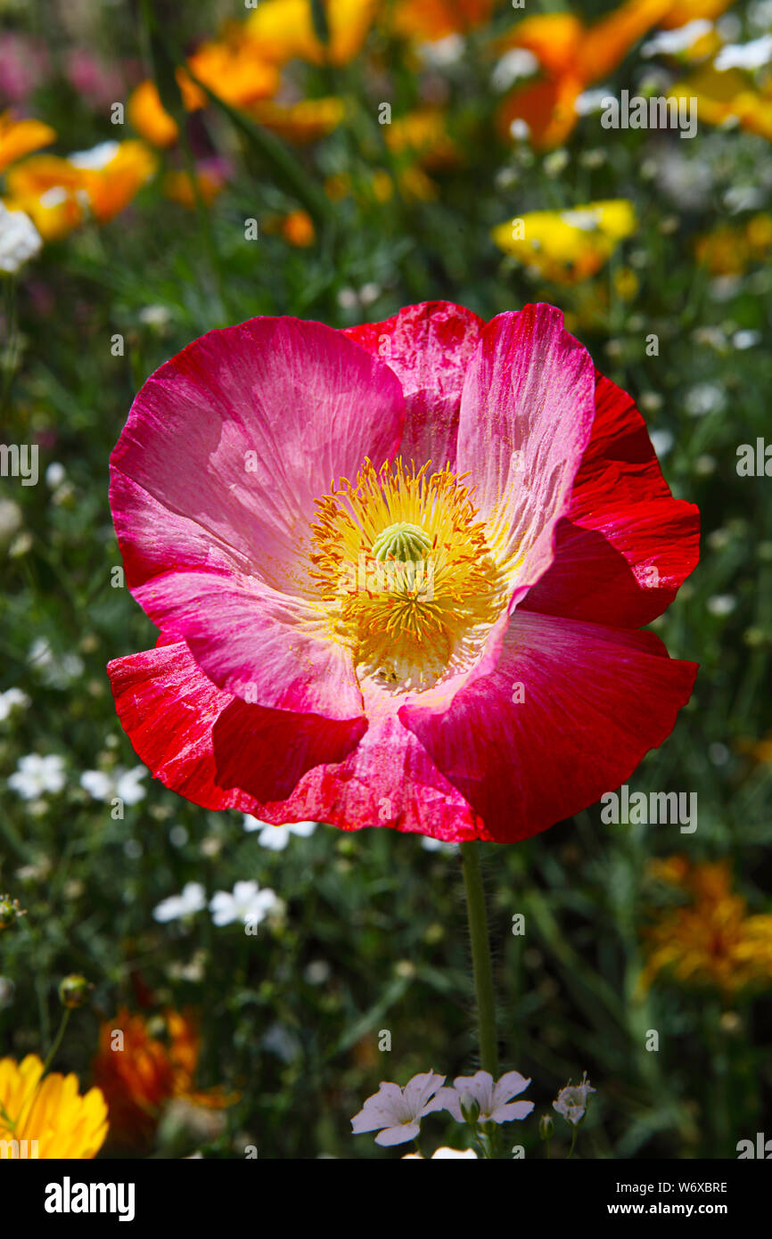 Beauty flower growth pink poppy hi-res stock photography and images - Alamy