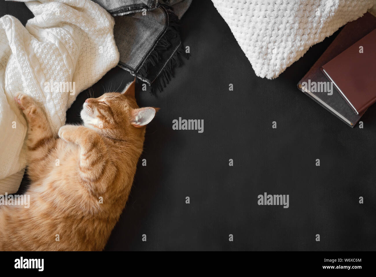 Ginger cat sleeping on cozy black sofa. Home coziness with cat, soft plaid and books. Cozy home and hygge concept, copy space. Stock Photo