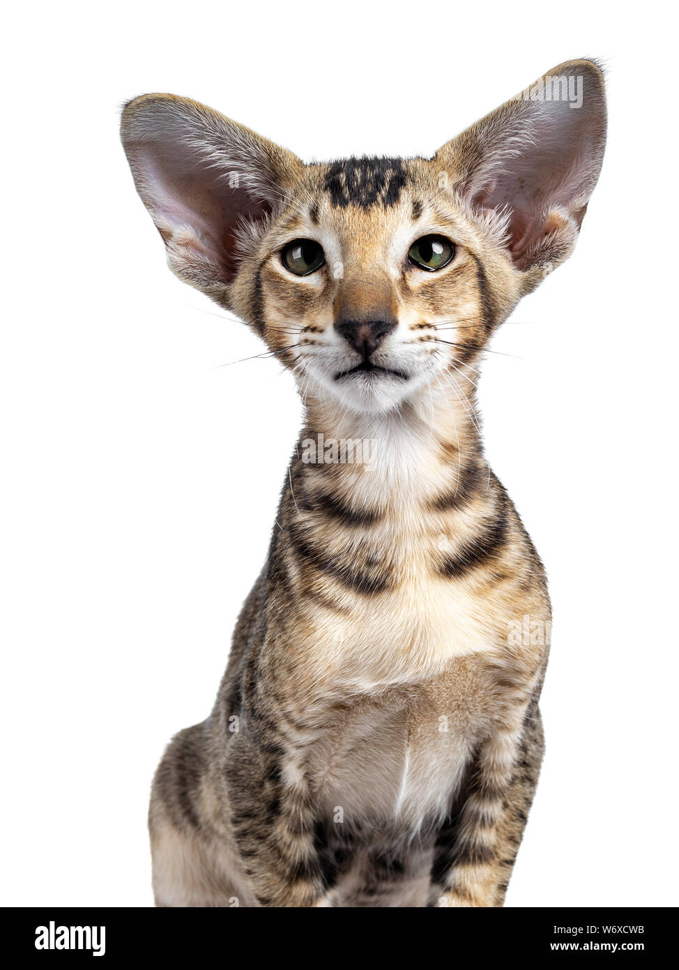 Head Shot Of Oriental Shorthair Kitten Looking Beside Camera With 