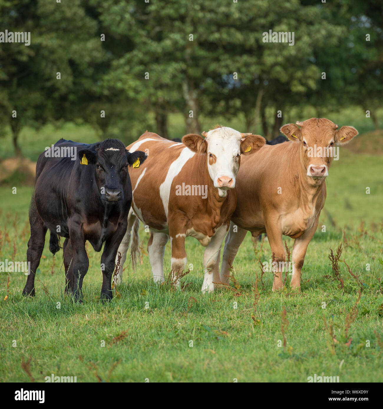 three cows in field Stock Photo
