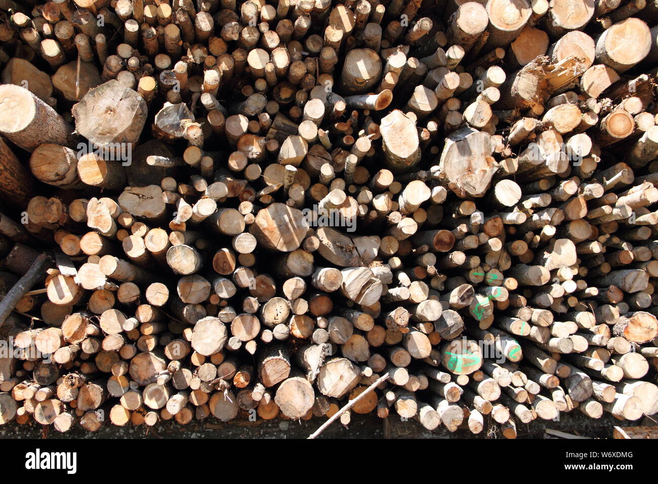 old tree trunks for firewood Stock Photo Alamy