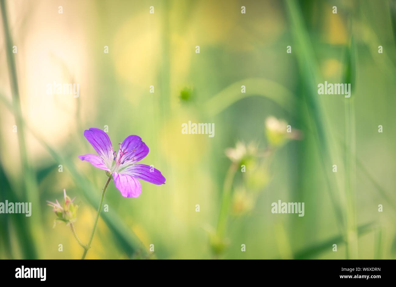 Violet bunch of flower close up with bokeh in background at summer evening in Finland Stock Photo
