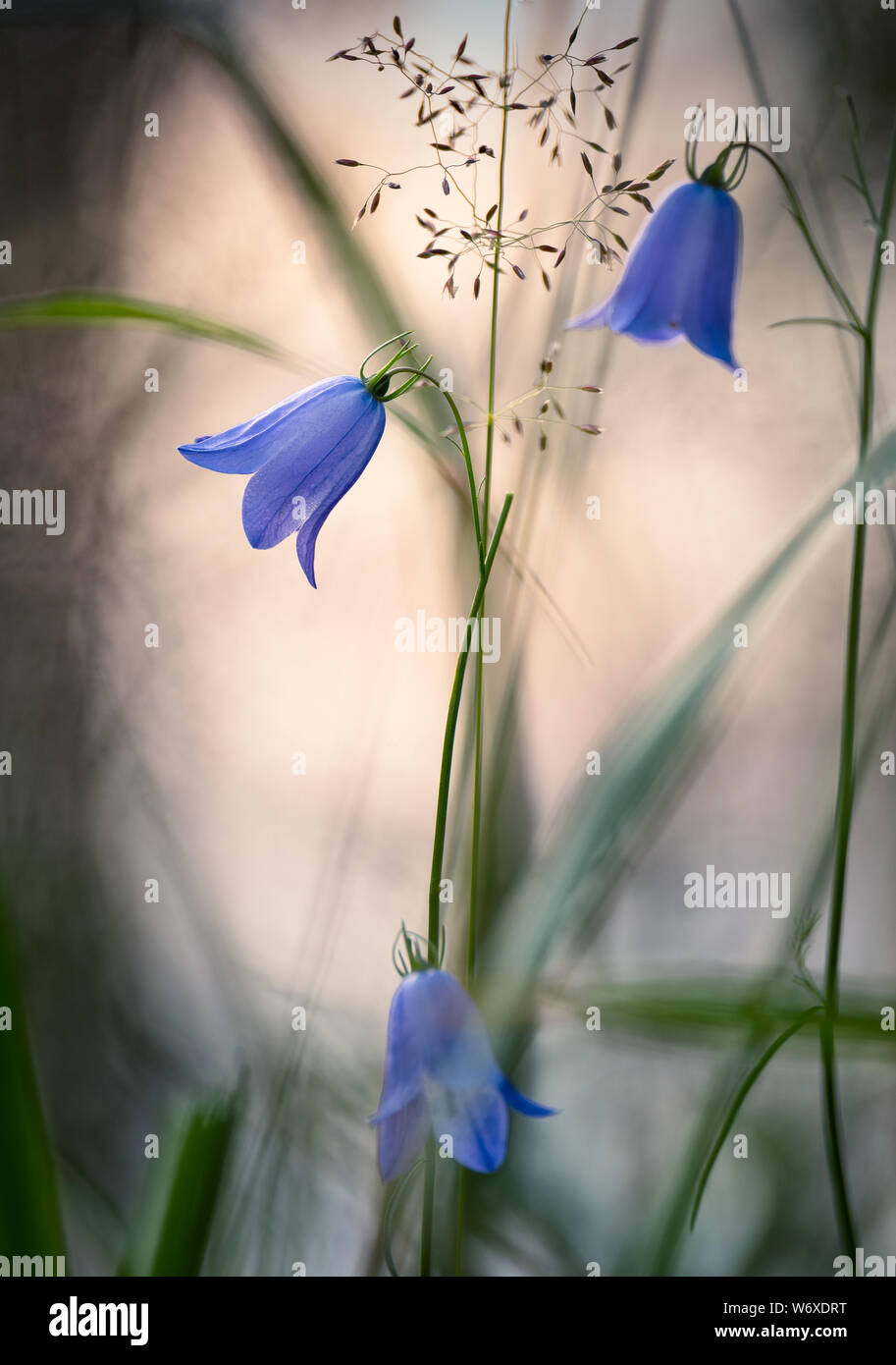 Bluebell bunch of flower close up with bokeh in background at summer evening in Finland Stock Photo