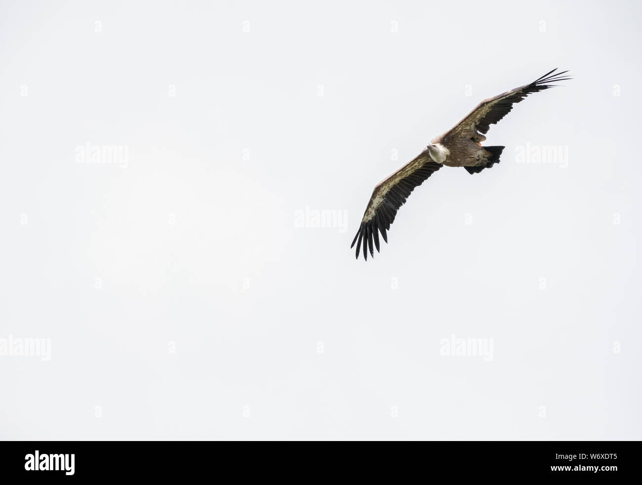 Big vulture bird flying against white sky. Isolated bird. Stock Photo