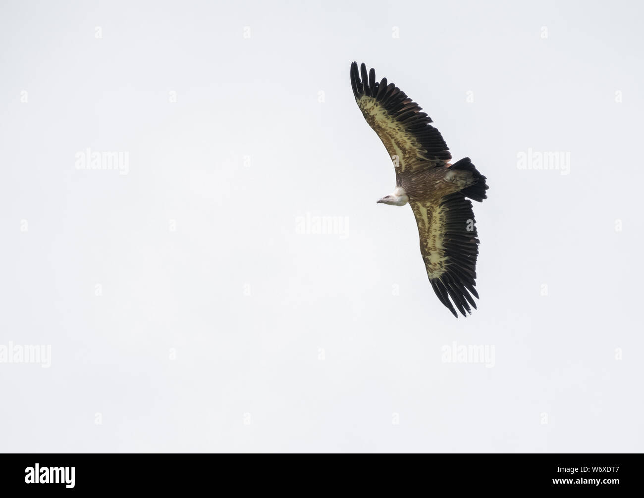 Big vulture bird flying against white sky. Isolated bird. Stock Photo