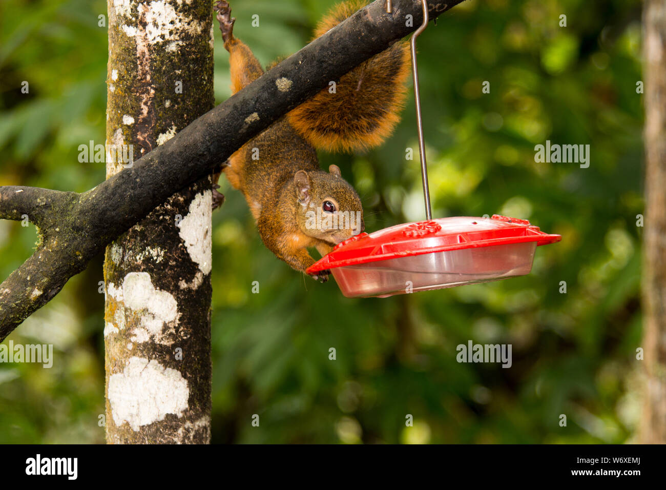 Red-tailed squirrel in the subtropical cloud forest on the western slopes of the Andes at 2200 meters high Bellavista Lodge in Ecuador. Stock Photo