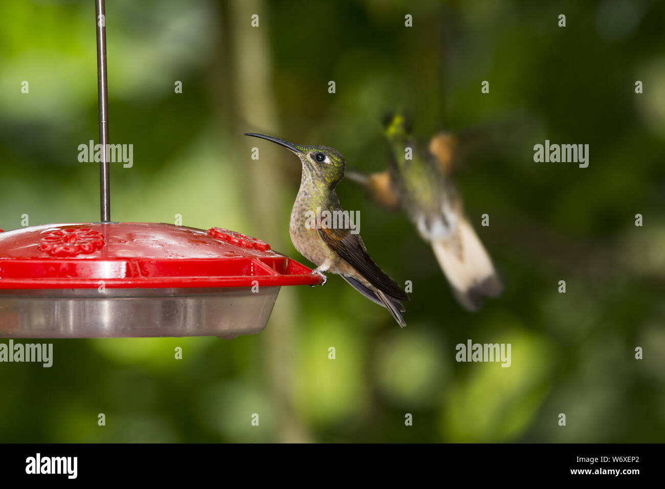 Fawn Breasted Brilliant Sucking On A Red Feeder In Subtropical