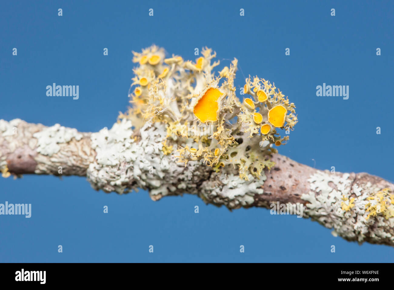 Golden-eye Lichen (Teloschistes chrysophthalmus) growing on a twig. Stock Photo