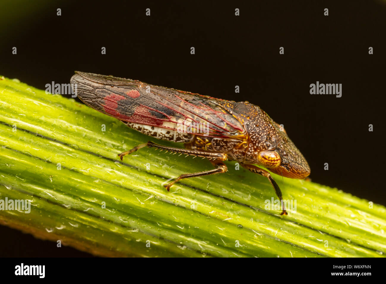 A Glassy-winged Sharpshooter (Homalodisca vitripennis) perches on vegetation. Stock Photo