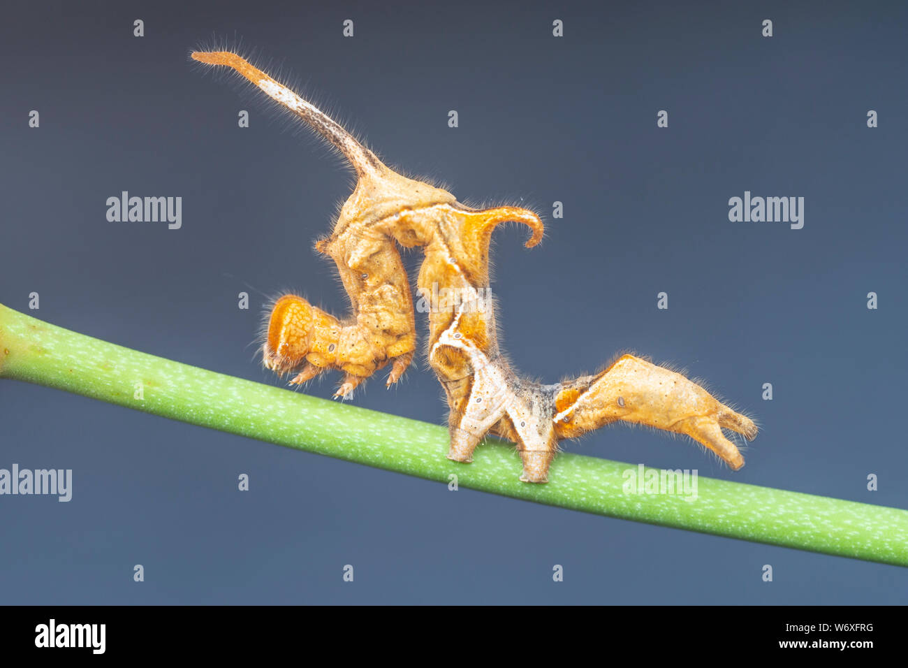 A Curve-lined Owlet Moth (Phyprosopus callitrichoides) caterpillar on a Greenbrier Leaf. Stock Photo