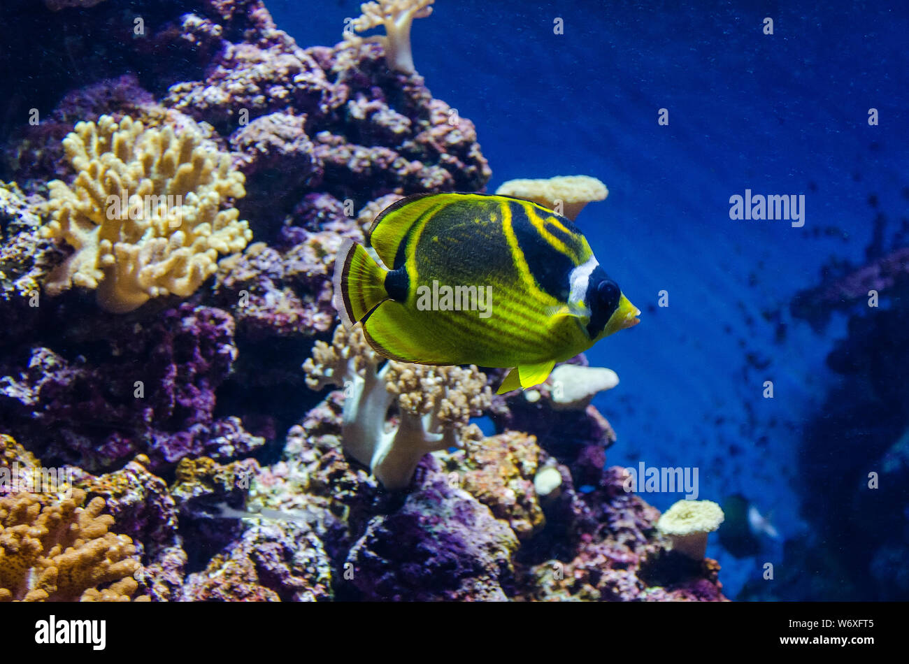 Raccoon butterflyfish sea fish. Tropical yellow-green fish among corals Stock Photo