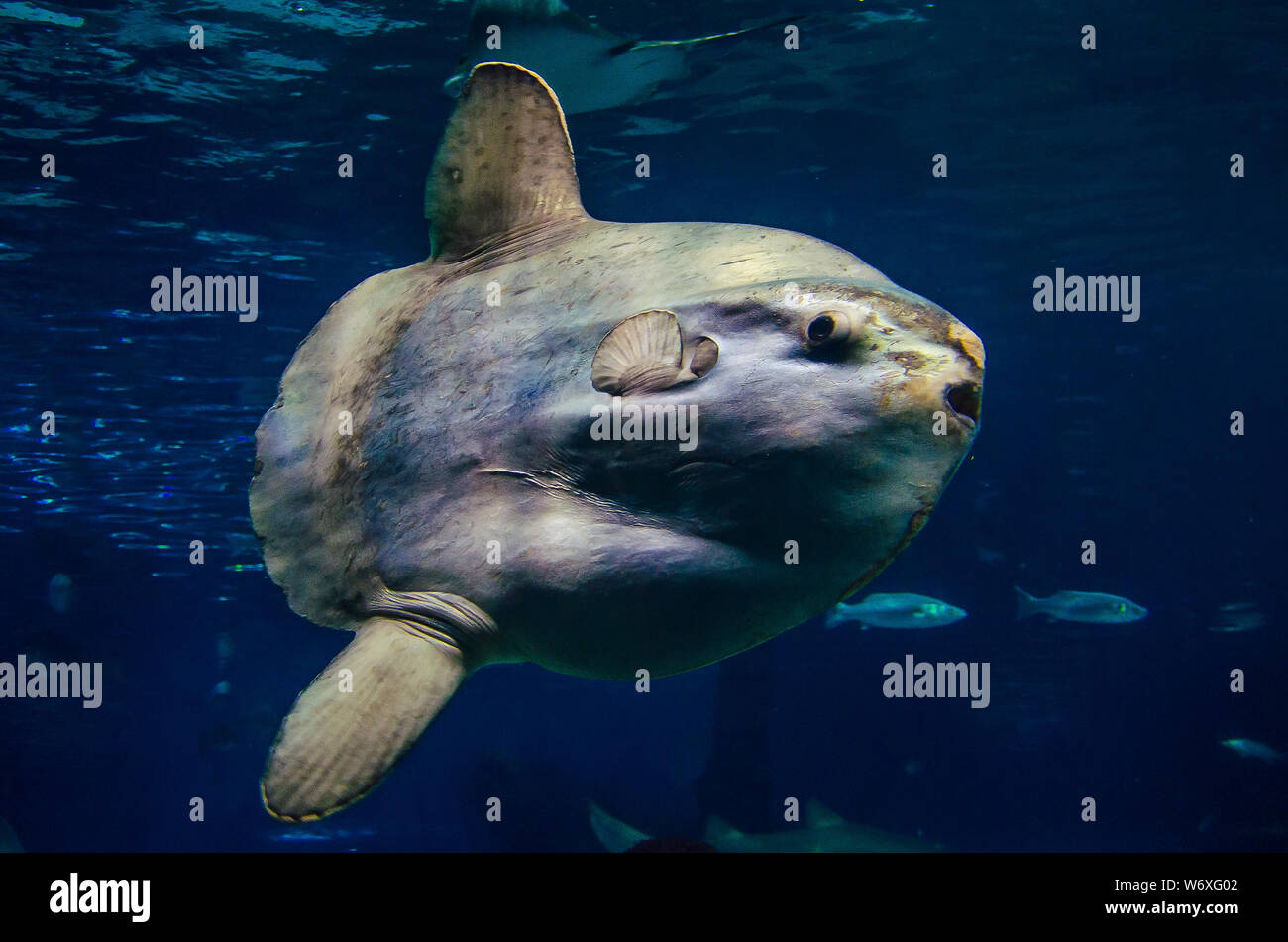 Moonfish (sunfish) swimms in deep sea water Stock Photo