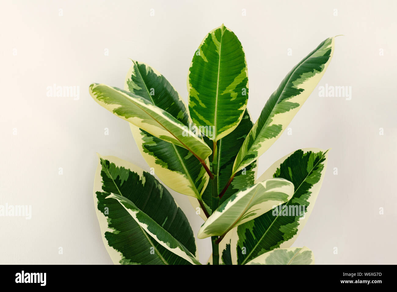 Variegated ficus elastica varieties variegata, or robusta tineke. Plant with tricolor leaves. Stock Photo