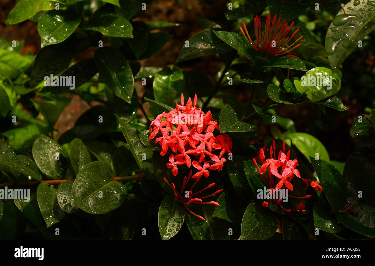 Beautiful blooming pink ixora or spike flower under sunlight just after raining Stock Photo