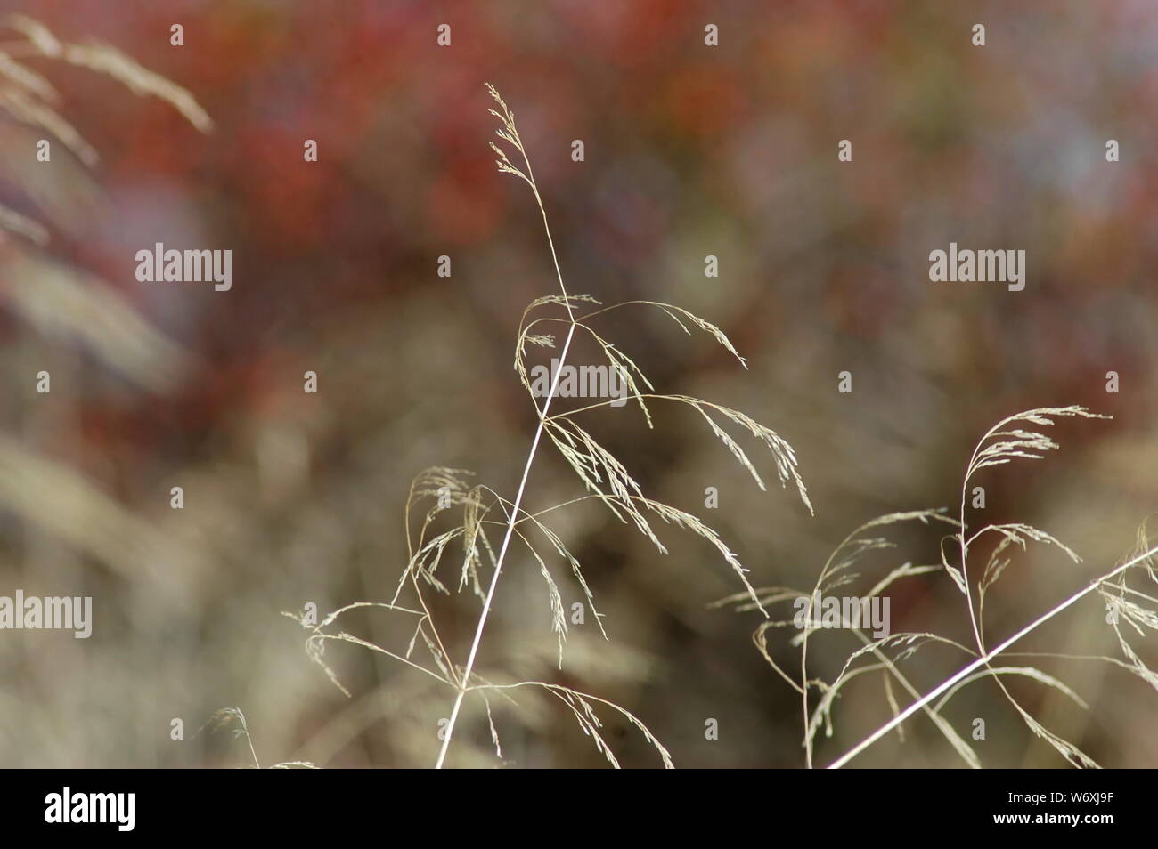 Dry grass in autumn at Plana mountain Bulgaria Stock Photo