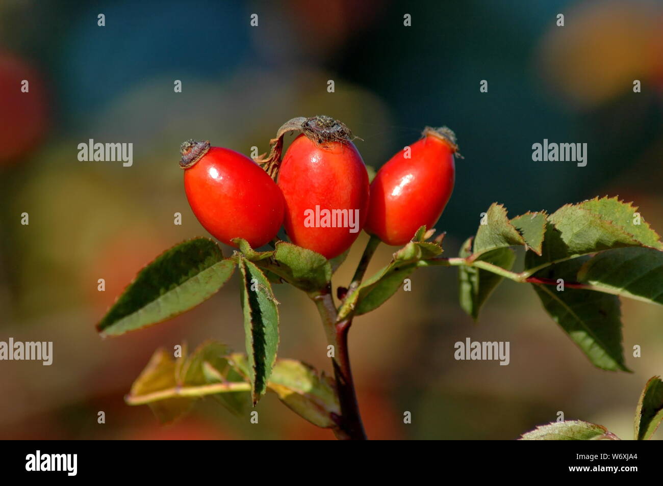 Rose rambler tree hi-res stock photography and images - Alamy