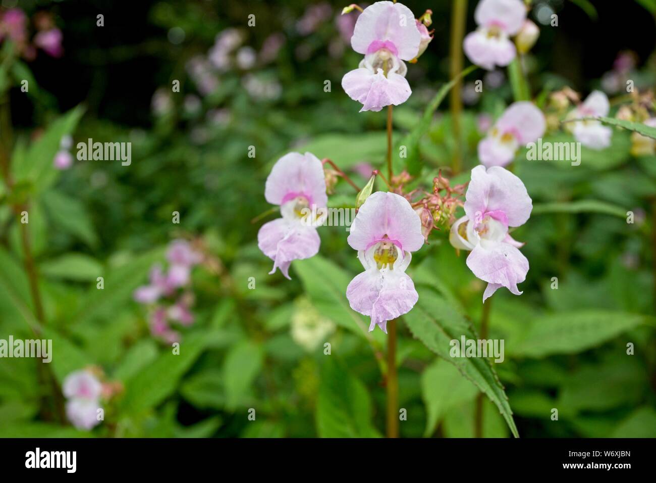 Himalayan Balsam (Impatiens glandulifera) a non native invasive plant species,East Sussex,Uk Stock Photo