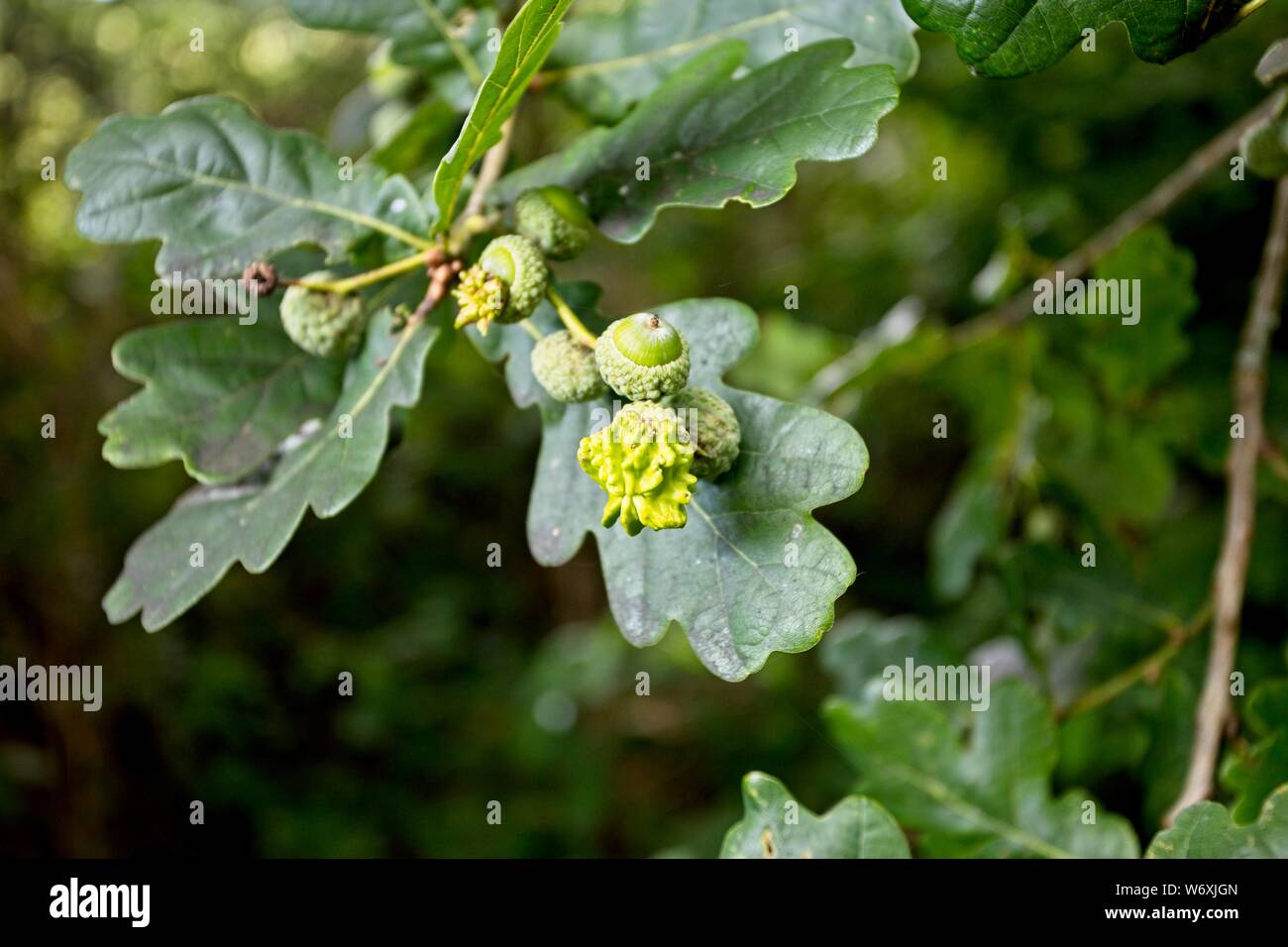 Knopper Gall, growing on a Pedunculate Oak tree, East Sussex,Uk Stock Photo