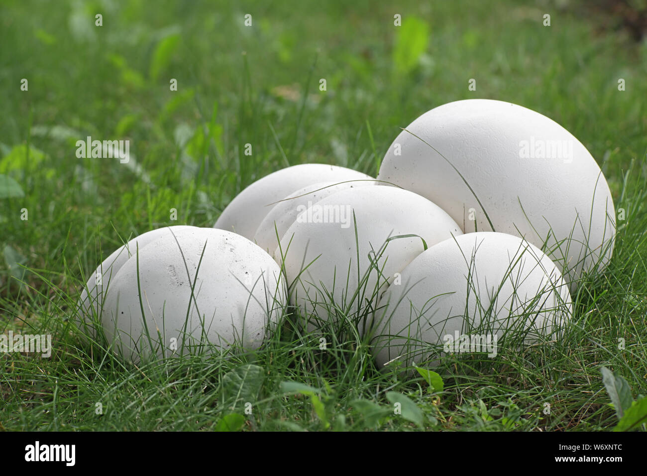 Calvatia gigantea, commonly known as the giant puffball, growing wild in Finland Stock Photo