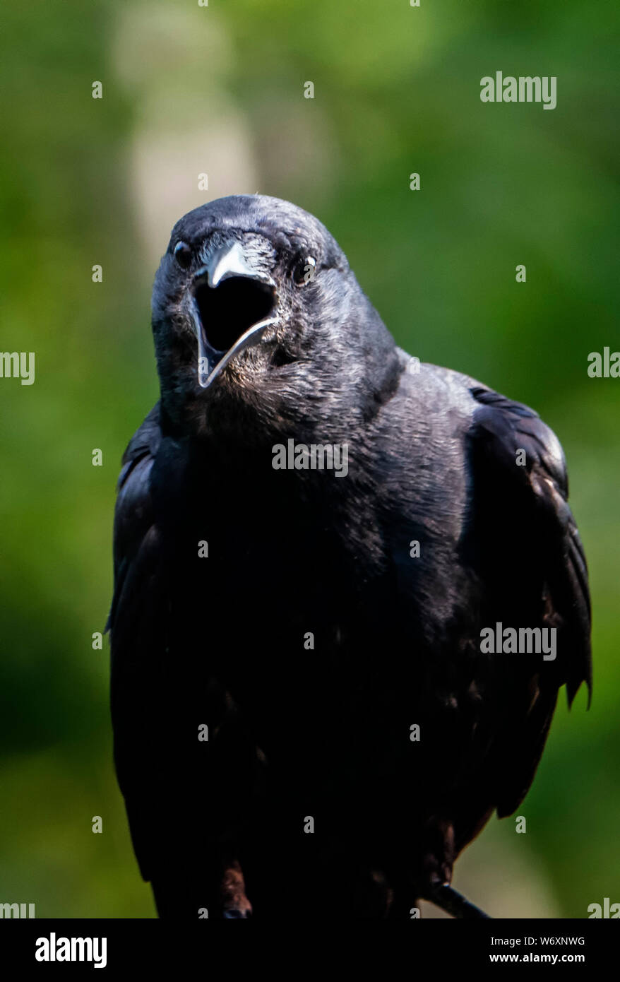 Raven with open mouth hires stock photography and images Alamy