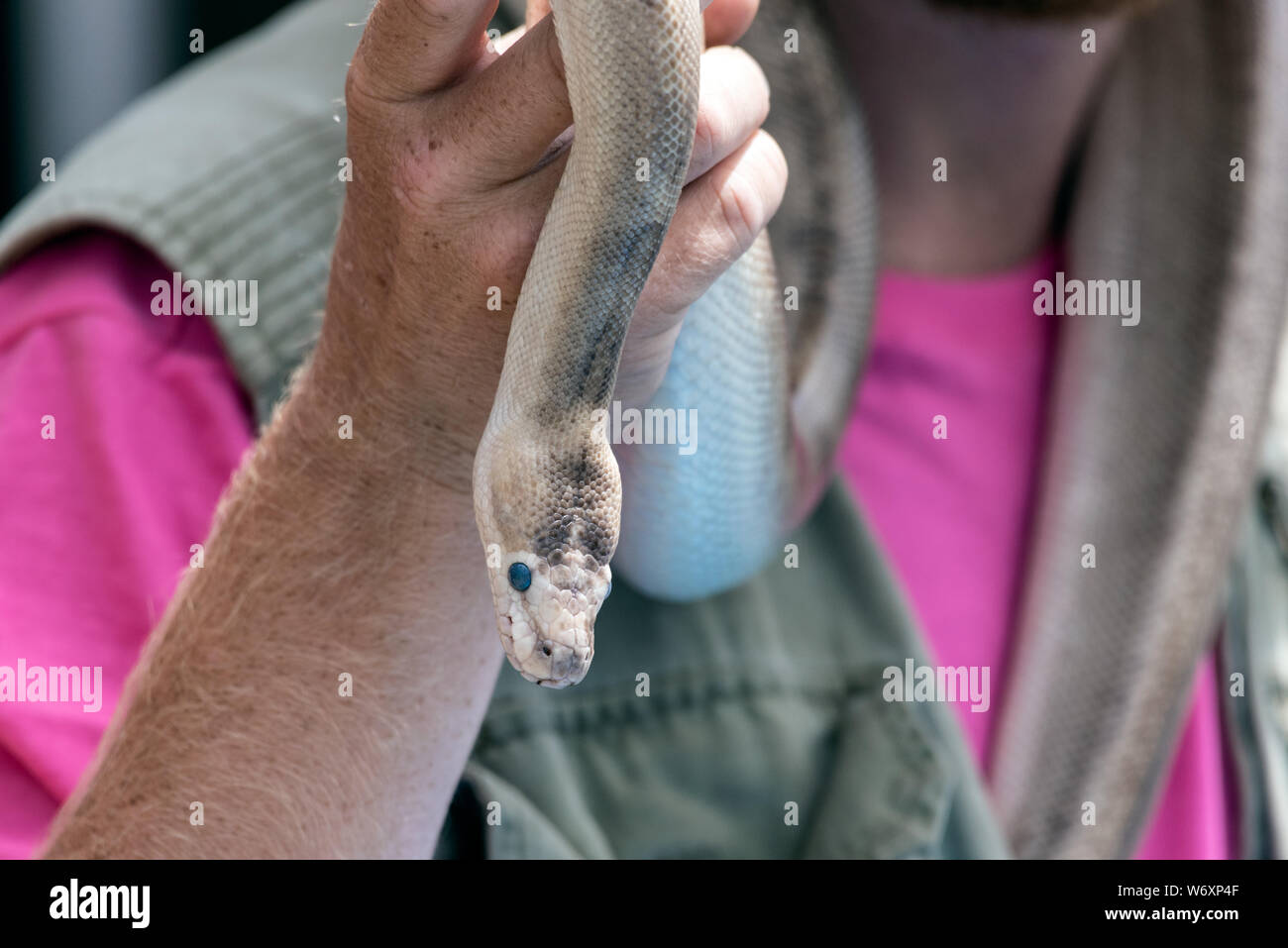 Curious Ball Python keeping a watchful eye open while exploring the handler gentle hand and arm. Stock Photo