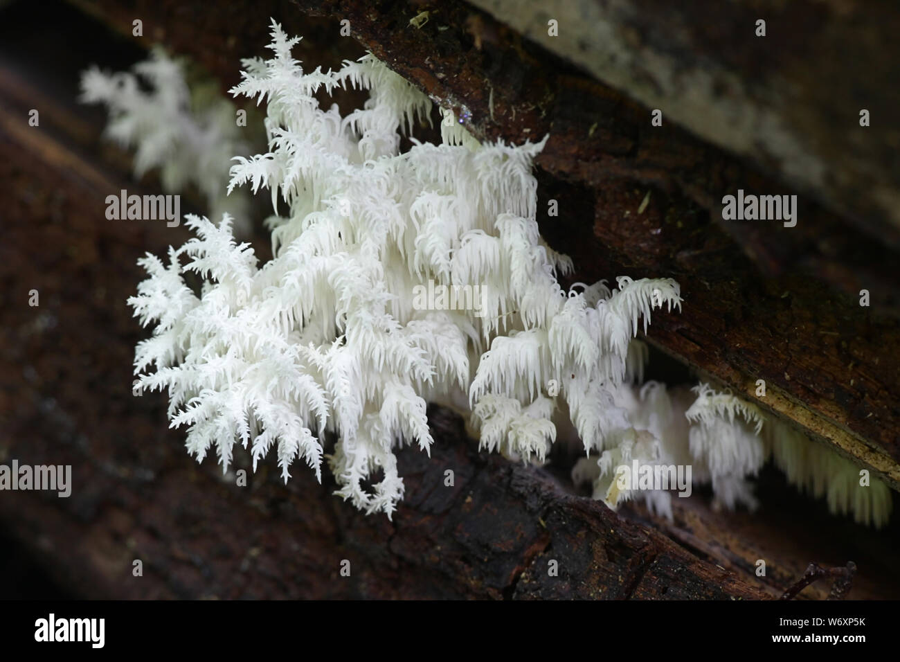 Hericium coralloides, known as the coral tooth fungus Stock Photo