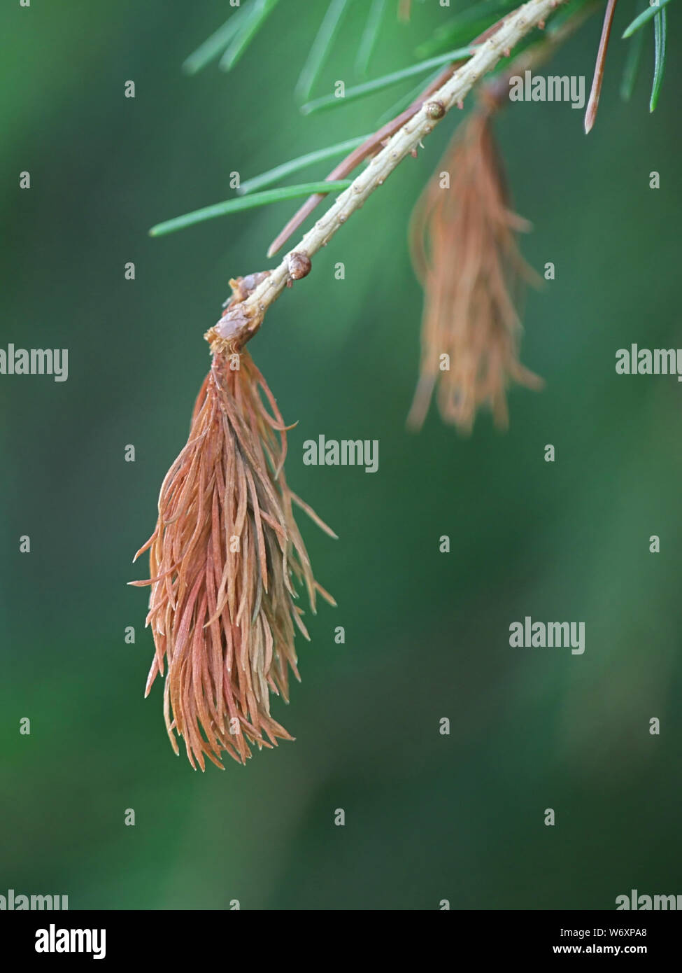 Chrysomyxa abietis, known as Spruce needle rust fungus Stock Photo